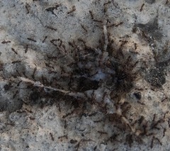 Eleutherodactylus johnstonei