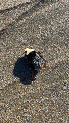 Bombus vosnesenskii