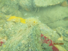 Cinachyrella