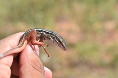 Aspidoscelis angusticeps