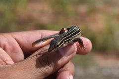 Aspidoscelis angusticeps