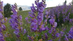 Penstemon venustus