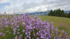 Penstemon venustus