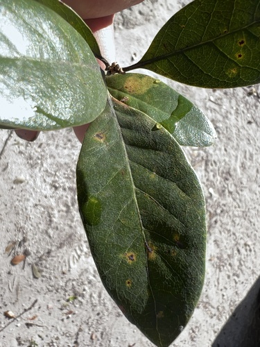 Quercus oleoides (Quercus oleoides)