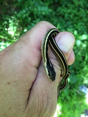 Thamnophis saurita saurita