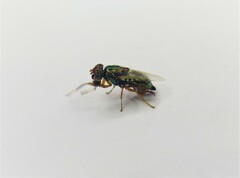 Physiphora alceae
