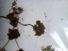 Nitella hyalina