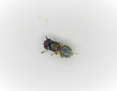 Physiphora alceae