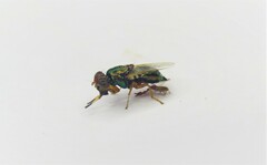 Physiphora alceae