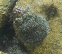 Stichodactyla helianthus