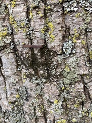 Frullania