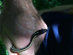 Thamnophis saurita saurita