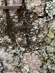 Frullania