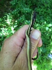Thamnophis saurita saurita