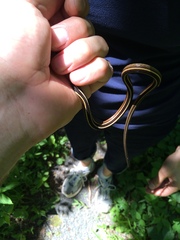 Thamnophis saurita saurita