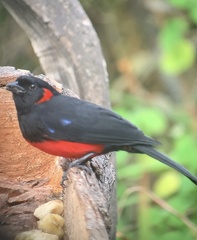 Anisognathus igniventris