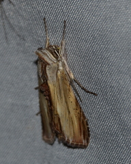 Cucullia convexipennis