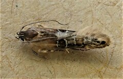 Circoxena ditrocha
