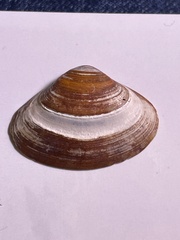 Mactrinae