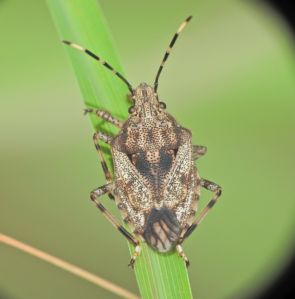 dark zebra shield bug