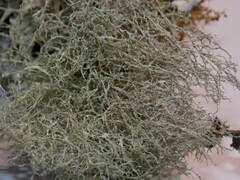 Ramalina peruviana