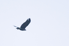 Buteogallus