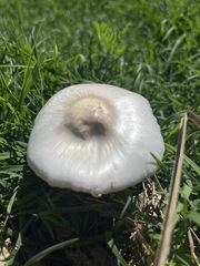 Chlorophyllum hortense