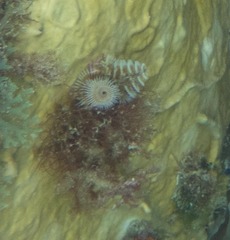 Pennaria disticha