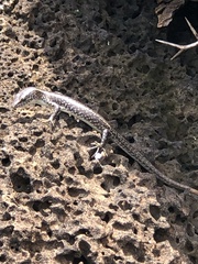 Cryptoblepharus poecilopleurus