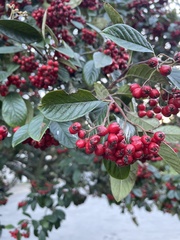 Cotoneaster