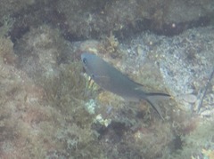 Azurina multilineata