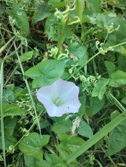 Calystegia sepium roseata x Silvatica disjuncta