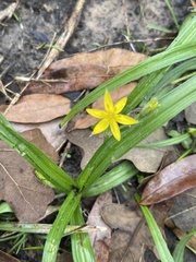 Hypoxis curtissii