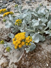 Senecio candidans