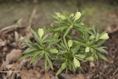 Helleborus
