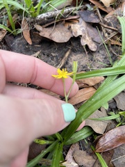 Hypoxis curtissii