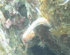 Hermodice carunculata