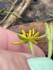 Hypoxis curtissii