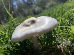 Chlorophyllum hortense