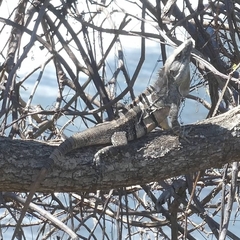 Ctenosaura similis