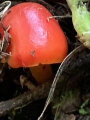 Hygrocybe laetissima