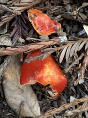 Hygrocybe laetissima