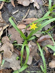 Hypoxis curtissii