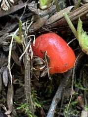 Hygrocybe laetissima