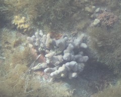 Porites porites
