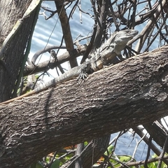 Ctenosaura similis
