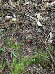 Hygrocybe laetissima