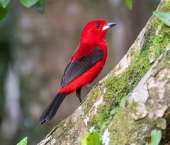 Ramphocelus bresilius