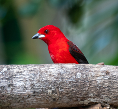 Ramphocelus bresilius