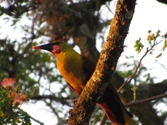 Psarocolius bifasciatus